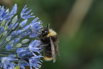 Bumblebee on a blue flower