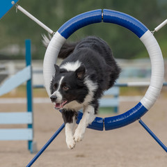 Border Collie jumps through agility ring