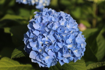 野に咲く花　アジサイ