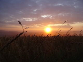 sonnenaufgang, schöner himmel, kornfeld