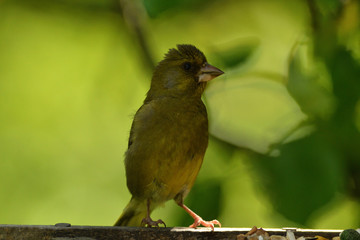 green goldfinch on a branch with sunflower in its beak close up