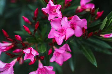 Obraz premium southern shrub with pink flowers at sunset, bushes