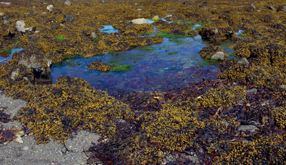 Groud moss water. Amazing nature