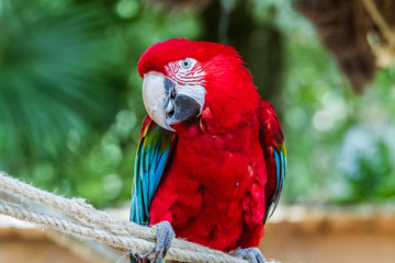 Zoo de la Flèche - Ara rouge