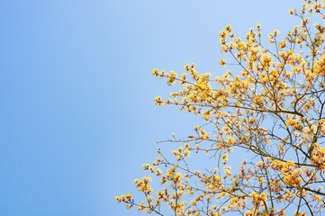 flowers on blue sky