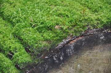 Macro photoraphy moss on tree trunk. Green living.