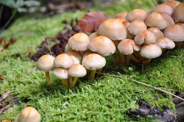 Mushrooms in the forest. Macro photography.