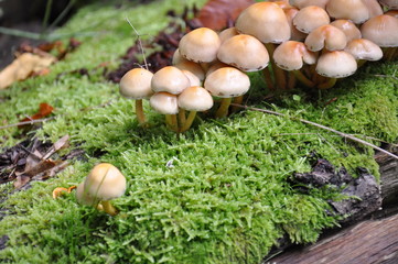 Mushrooms in the forest. Macro photography.