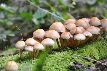 Mushrooms in the forest. Macro photography.