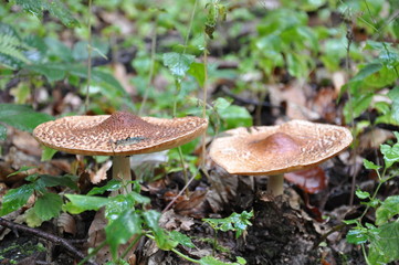 Mushrooms in the forest. Macro photography.
