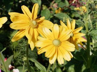 Rudbeckia hirta 'Green eyes' or Rudbeckia hirta 'Irish Eyes'