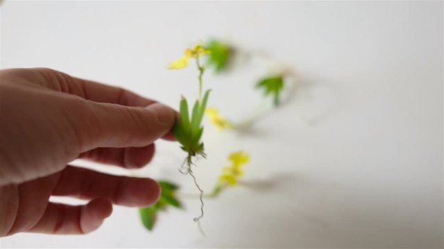 Erycina pusilla (synonym Psygmorchis pusilla) blooming small yellow flower, very similar to oncidium. Micro Orchid without soil. Real time, natural light, flowering adult plant, contains people