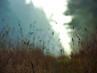 Autumn grass on blured background.
