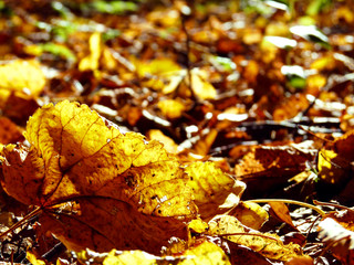 Autumn leaves on the ground.