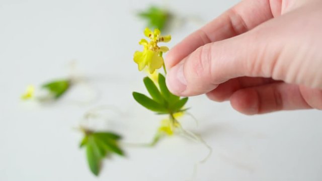 Erycina pusilla (synonym Psygmorchis pusilla) on the background of the same blooming micro orchids without . Real time, natural light, blooming adult plant.