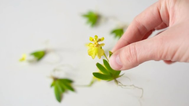 Erycina pusilla (synonym Psygmorchis pusilla) in the hand on the background of micro-orchids . Real time, natural light, blooming adult plant.