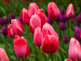 Amazing tulips flowering in the garden. Close up background morning nature