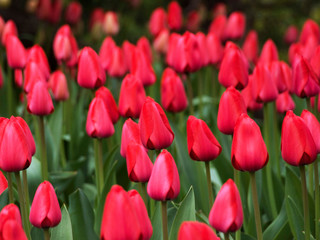 Obraz premium Amazing pink tulips flowering in the garden. Close up background morning nature