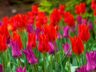 Obraz premium Fantastic multi colored tulips flowering in the garden. Close up background morning nature