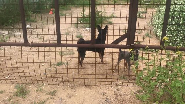 angry toy terrier dogs barking through the fence