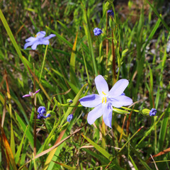 Nodding blue lily or blind grass (Stypandra glauca) - an endemic Australian wildflower causing blindness in goats when ingested