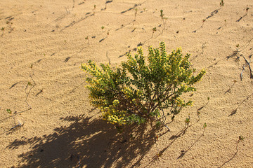 Shark tooth wattle (Acacia littorea) growing in the yellow sand of Pinnacles desert (Western Australia)