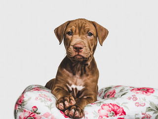 Young, charming puppy, lying on a white pillow. Close-up, isolated background. Studio photo. Concept of care, education, training and raising of animals