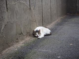 Naklejka na ściany i meble A homeless white cat is lying on the street near the wall
