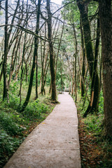 Popular tourist route in Yew-Boxwood Grove Big Circle in Caucasian biosphere reserve, Khosta district of Sochi, Russia.