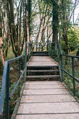 Popular tourist route in Yew-Boxwood Grove Big Circle in Caucasian biosphere reserve, Khosta district of Sochi, Russia.
