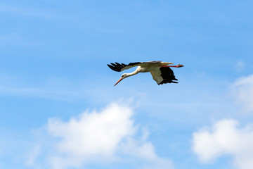 Flying stork on a background of blue sky.