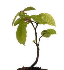 Hainbuchensproessling, Hainbuche, Carpinus, betulus