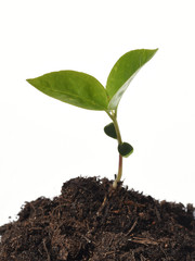 Kirschlorbeer, Sproessling, Lorbeerkirsche, Prunus, laurocerasus