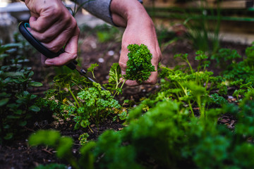 Fototapeta premium A woman picks and cuts parsley in the raised bed