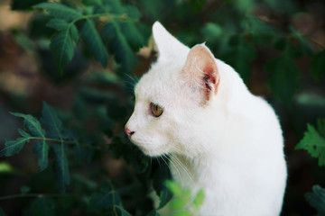 Naklejka na ściany i meble Adorable cute male cat. Pets walking outdoor adventure.