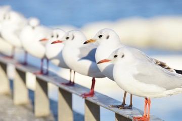 ユリカモメ