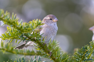 Young house sparrow (Passer domesticus) on the bush