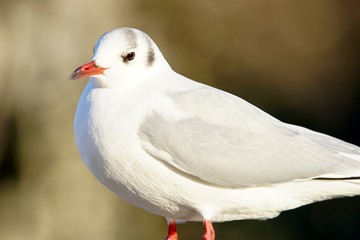 ユリカモメ