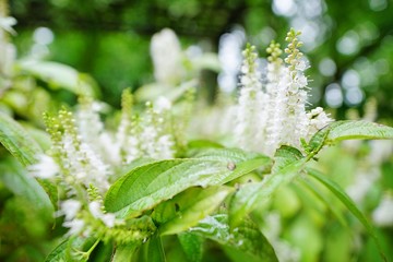 シモバシラの花