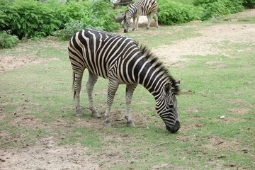 zebra