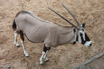 oryx