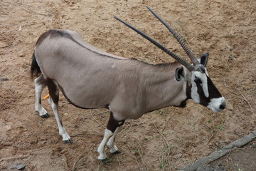 oryx
