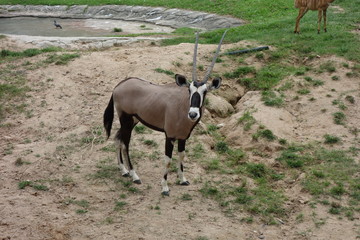 oryx