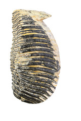 Mammoth jaw tooth 40,000 years old, on white background