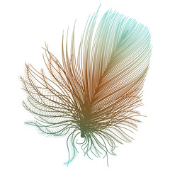 Feather isolated on black.Vector illustration.