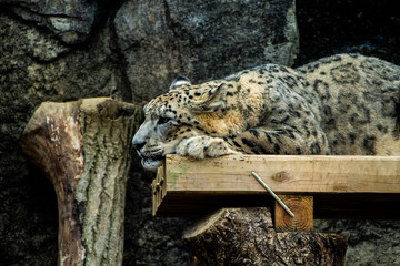 ユキヒョウ