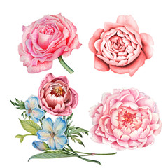 Set of watercolor images of pink rose and peony flowers