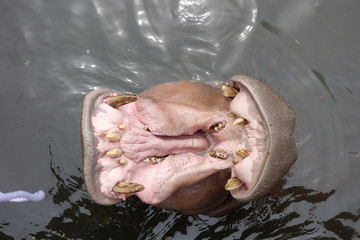 hippopotamus in water