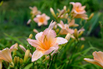 Fototapeta premium Daylily bush in garden