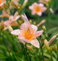 Daylily bush in garden